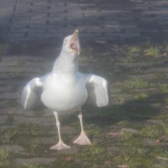 boumboum6