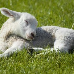 Kleines Schaf - 02.12.21, 22.40