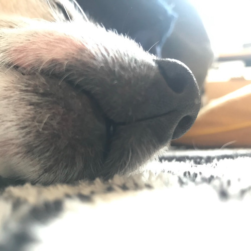【ASMR】Dog's snoring/犬のいびき