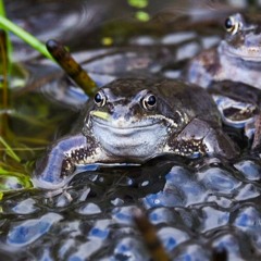 Common Frog Jam Underwater