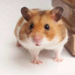 Capt Birdseye Hamsters…