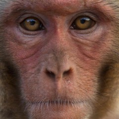 Chaoss - Monkey