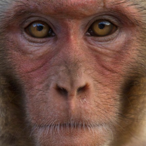 Chaoss - Monkey