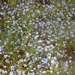 ⛤ Mal Du Pays (Monophobia)