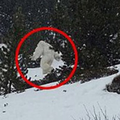 Yeti