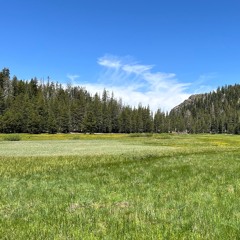 Lincoln Meadow mid-day, June 22, 2024