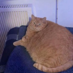 Zalypatrek Dick Penis