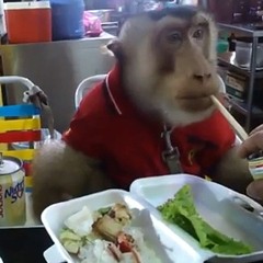 Vanbrugh Dining (Chimp Changout Mix)