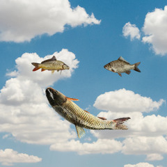 Big Carp