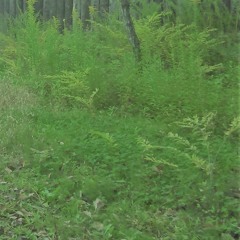 Garden (2015年版）