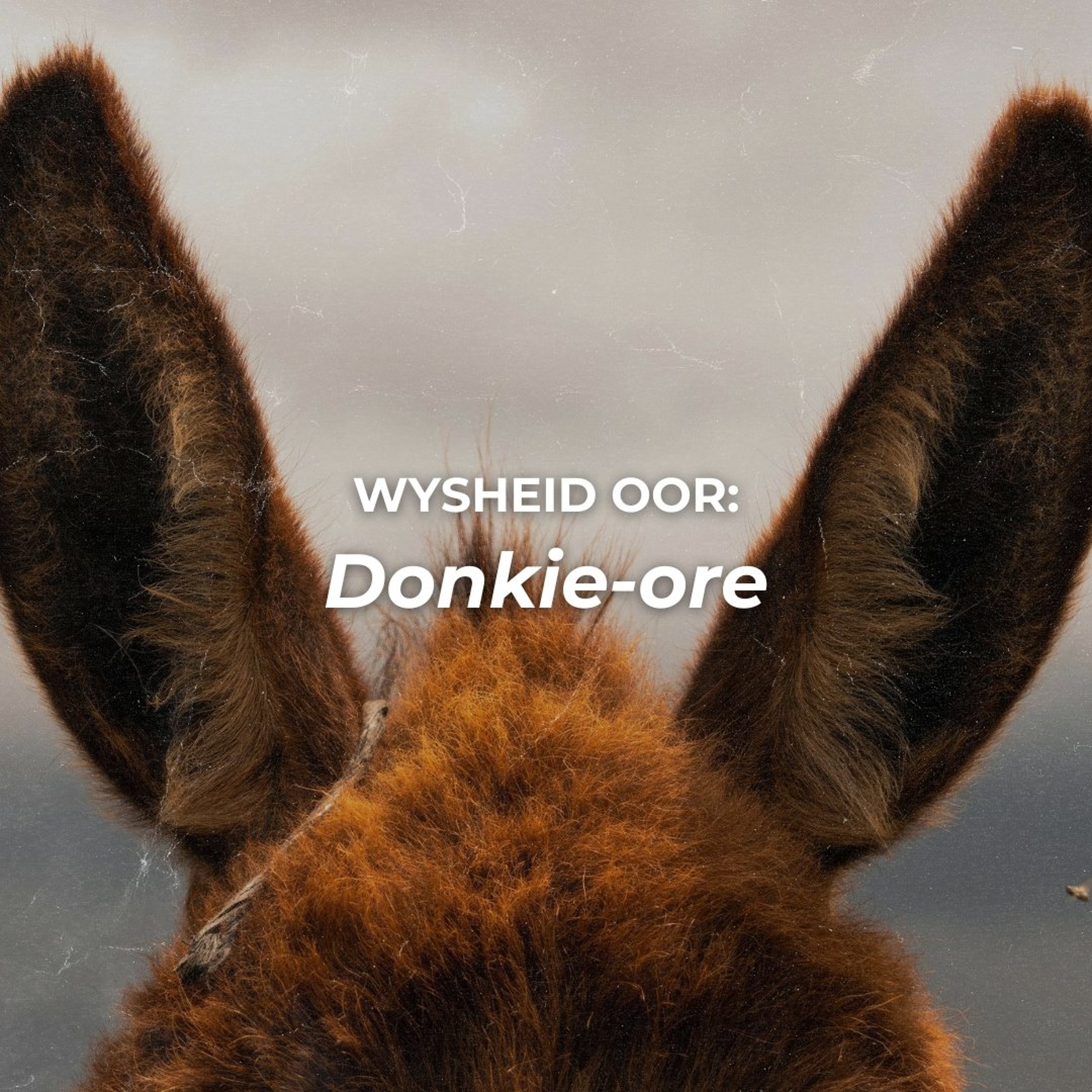 Wysheid oor: Donkie-ore deur Theo Geyser