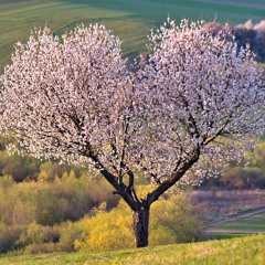 I will heal my heart (original mix)