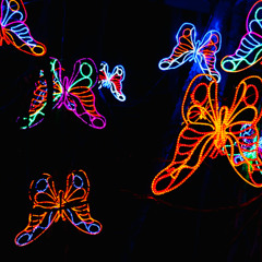 neon butterfly