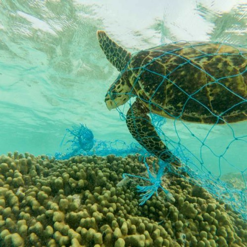 Stream episode Contaminación Marina by Jorge Castaño podcast | Listen ...