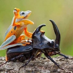 Everything//Nothing Cover