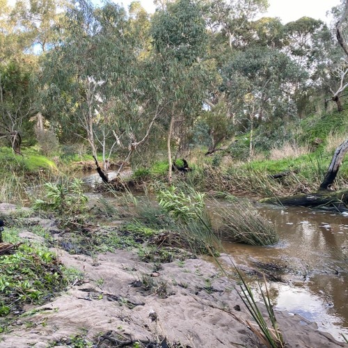 FKISM: Carrickalinga Creek ‘Beach’, Yankalilla - June 2023