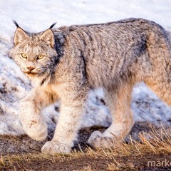 Northeast Minnesota Canada Lynx Research & Status