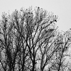 Rookery-Landshut #2