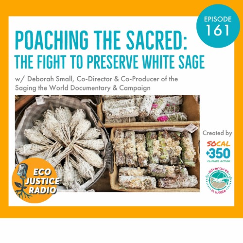 Poaching the Sacred: The Fight to Preserve White Sage