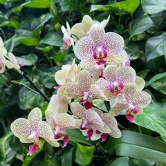 Ode To German Summer