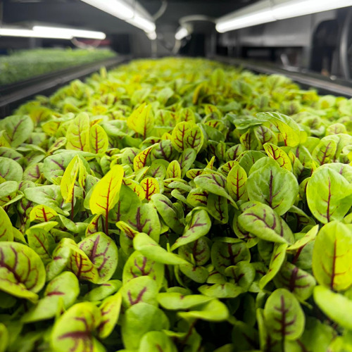 MicroGreenHouse - Part I (FRANZIV b2b Oliver)