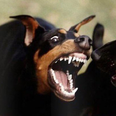 als je kees tegen komt (bars)