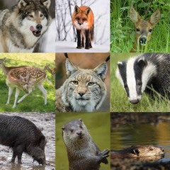 Mammals in Uppland