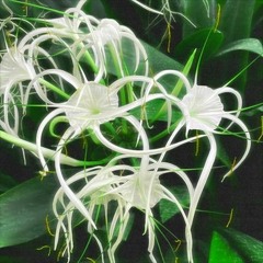 ambient star flowers