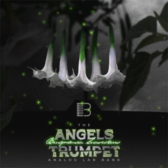 Brandon Chapa - Angels Trumpet - Analog Lab Bank
