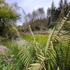 Afternoon Pond at Lawson Park