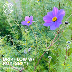 drip flow w/ roy (sexy) - November 2025 - Sigil Radio