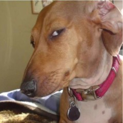 "caralho vida onde cê acha essas msc?"