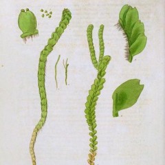 HK_Fantaisies_tracks_304