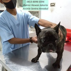 0813-8096-0396 Dokter Hewan Anjing Terdekat Jakarta Barat