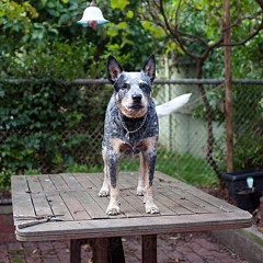 JASON GUEST - DøG ón The TABLë (prdo by my boy sleb dkenkinnns)