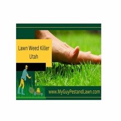 Transform Your Lawn with Expert Fertilizing Services in Utah - My Guy Pest and Lawn