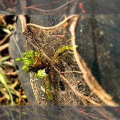 Mx.Tactful - Runabenn