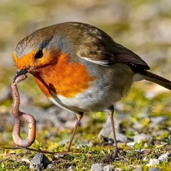 early bird gets da worm prod. taelevaughn