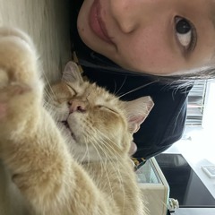 to my dearest orange cat