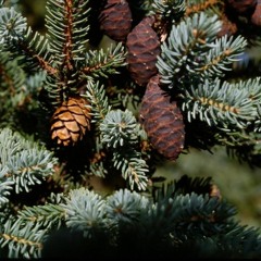 Minnesota DNR Seeks Black Spruce Cone Collectors in Northern Minnesota