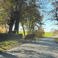 Paradies - EchoSynth