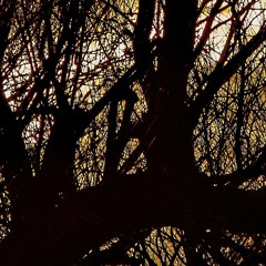 Emergence