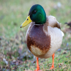 duck (prod me)