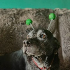 Andy - Foghorn - Coopers Delight 2