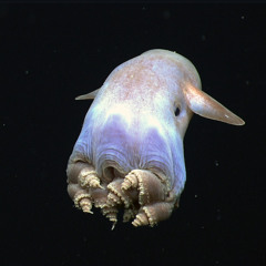 the abyss