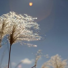 Flying with the wind