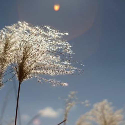 Flying with the wind