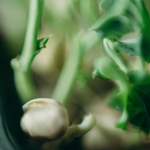 Stream Sprouts nutrition - health benefits of the most common Sprouting ...