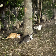 잔나비  Reality 라붐OST .mp3