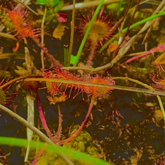 TAIBHSE_ live at 'FAOIN TALAMH'_ Kirkos, July 24